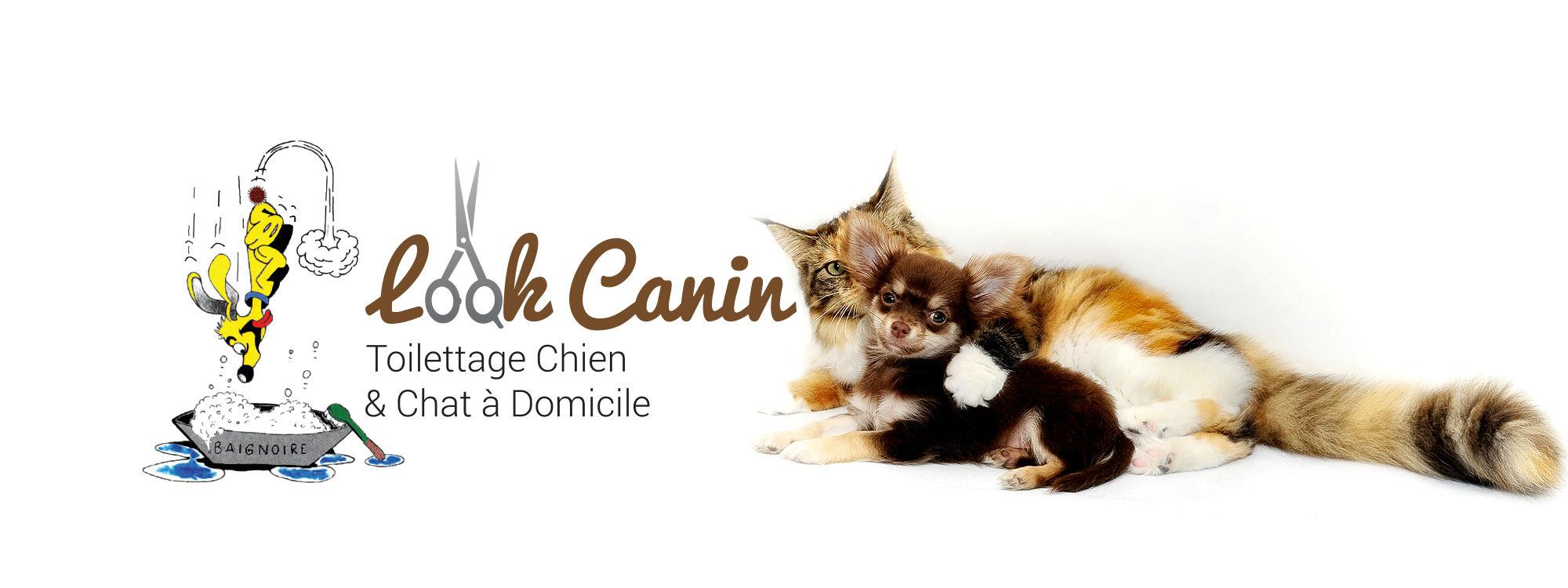 Look Canin Checy Toilettage A Domicile Toiletteur Chien Toilettage Chat Toiletteur Canin Orleans Checy Olivet Ingre Mardie 45